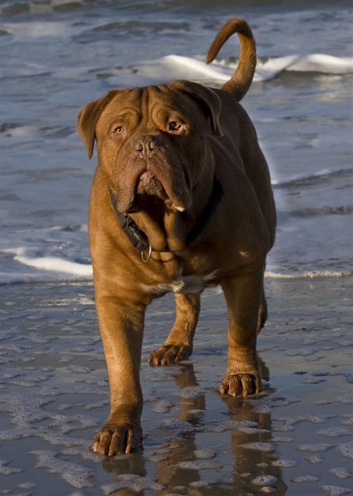 Dogue de bordeaux Jack - R.I.P billede 16