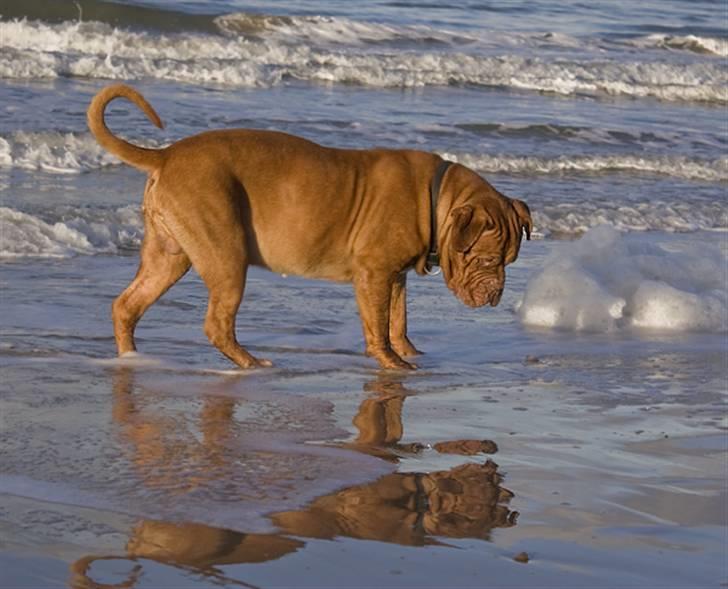 Dogue de bordeaux Jack - R.I.P billede 17