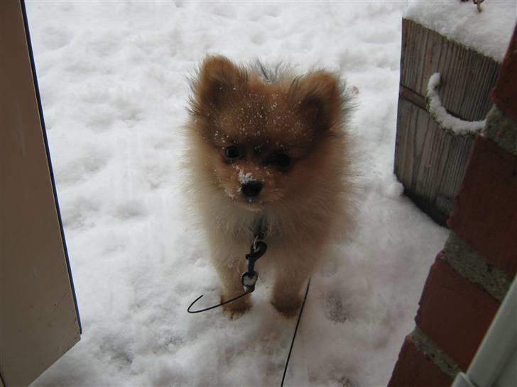 Pomeranian Tim *Død 20/4-2011* R.I.P - Tim i sneen :) billede 1