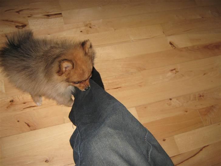 Pomeranian Tim *Død 20/4-2011* R.I.P - Tim der er igang med at lave skarnstreger.. billede 2