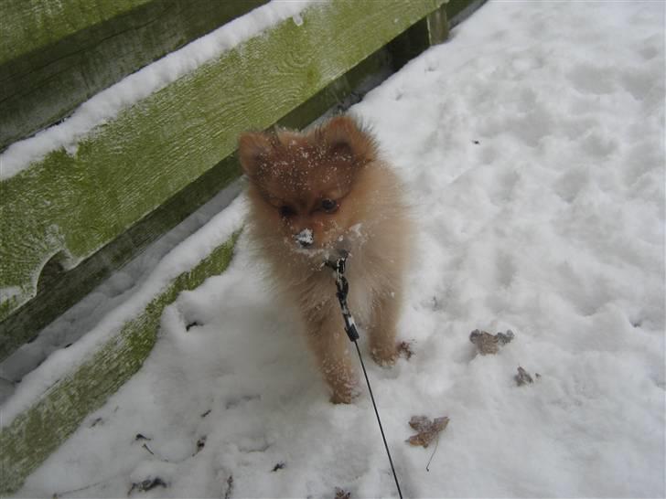 Pomeranian Tim *Død 20/4-2011* R.I.P - Tim i sneen billede 3