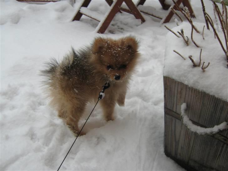 Pomeranian Tim *Død 20/4-2011* R.I.P billede 4