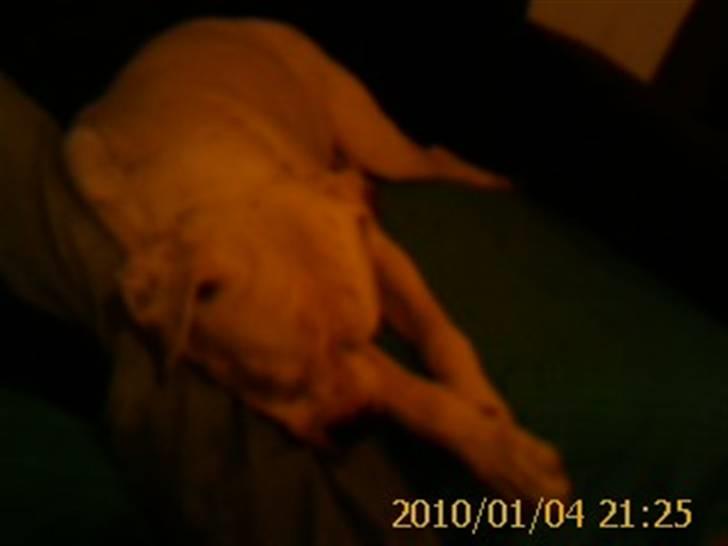 Amerikansk bulldog Kettner`s Fiona - Fiona sover op af Kaspers ben.  4. januar 2010 billede 9