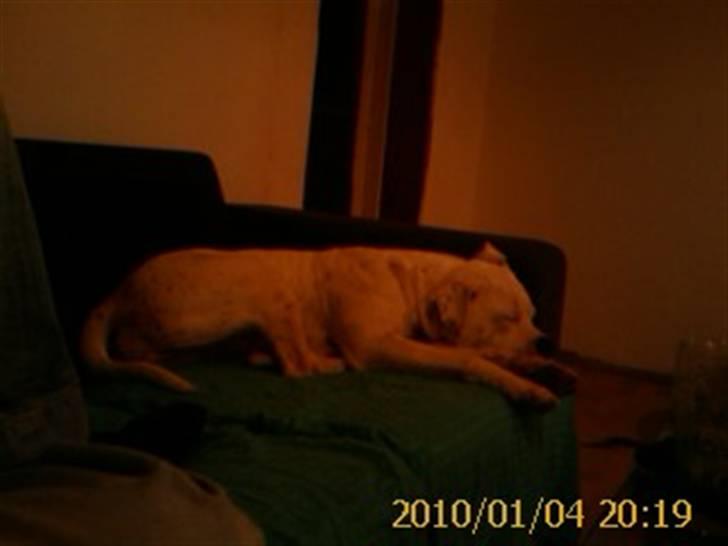 Amerikansk bulldog Kettner`s Fiona - 4. januar 2010 billede 10