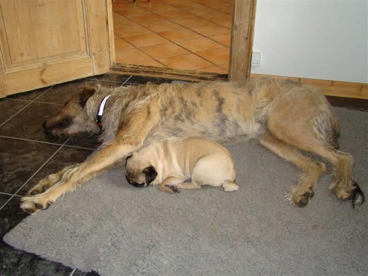 Mops Lulu billede 11