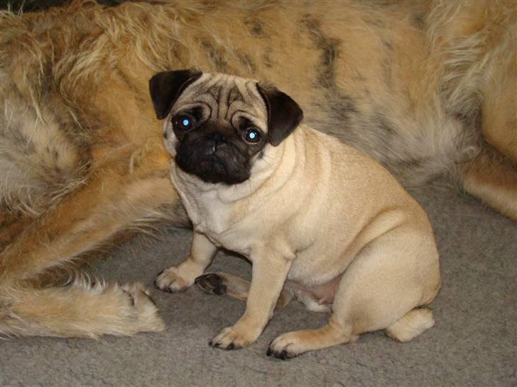 Mops Lulu billede 12