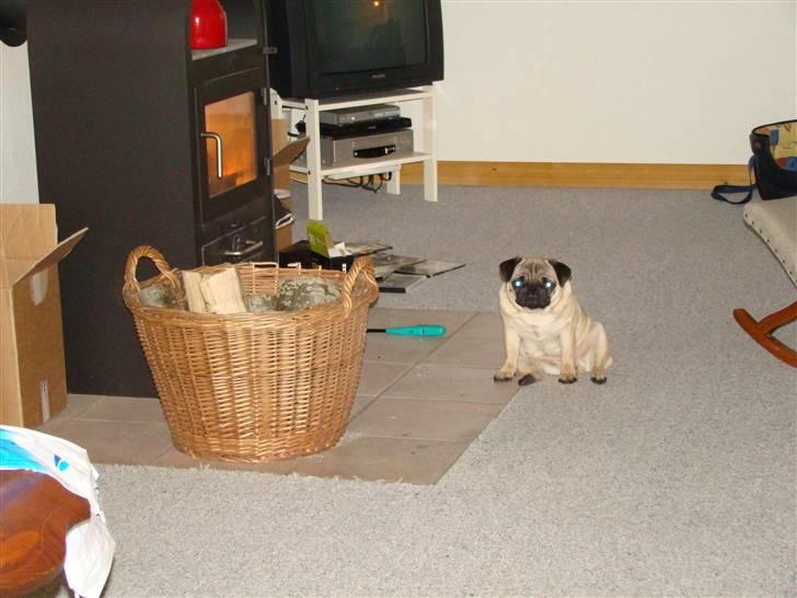 Mops Lulu billede 13