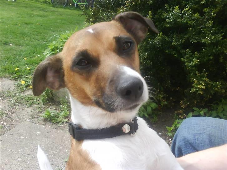 Dansk svensk gaardhund Bossen billede 1