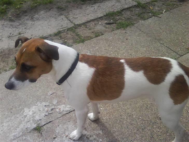 Dansk svensk gaardhund Bossen - Hejza billede 2