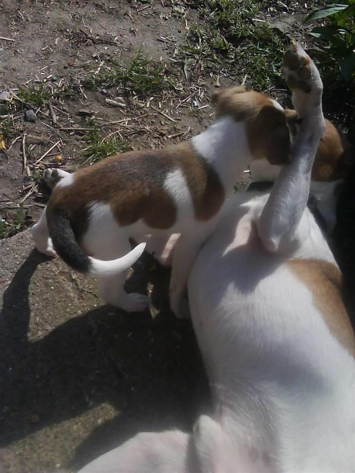 Dansk svensk gaardhund Bossen billede 3