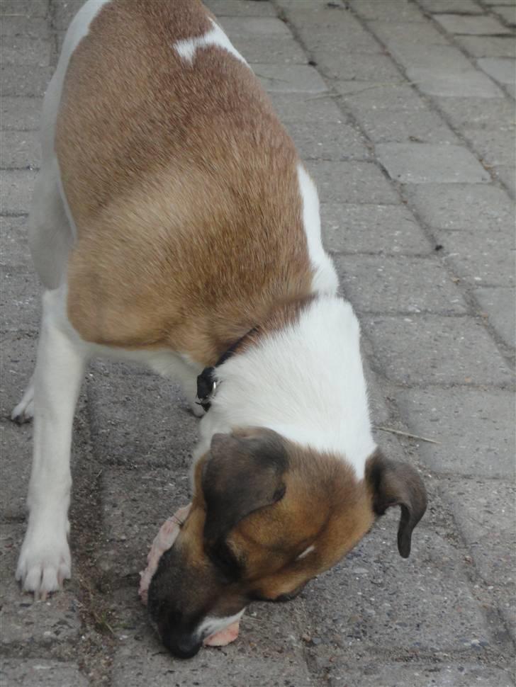 Dansk svensk gaardhund Bossen - Kødben - mums billede 4