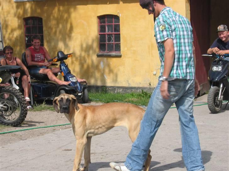 Grand danois Vicki billede 9