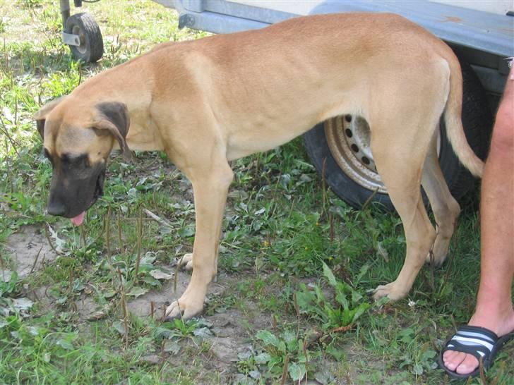 Grand danois Vicki billede 10