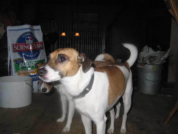 Dansk svensk gaardhund Bossen billede 5