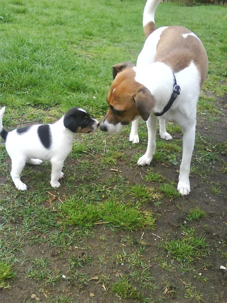 Dansk svensk gaardhund Bossen billede 6