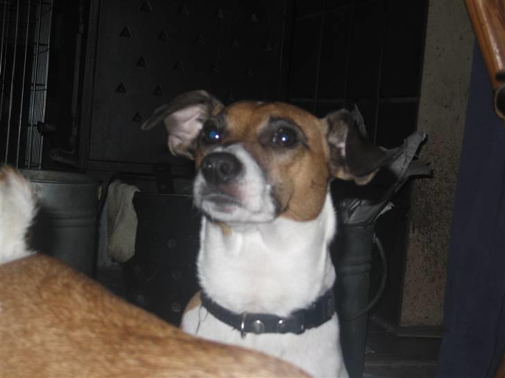 Dansk svensk gaardhund Bossen billede 7