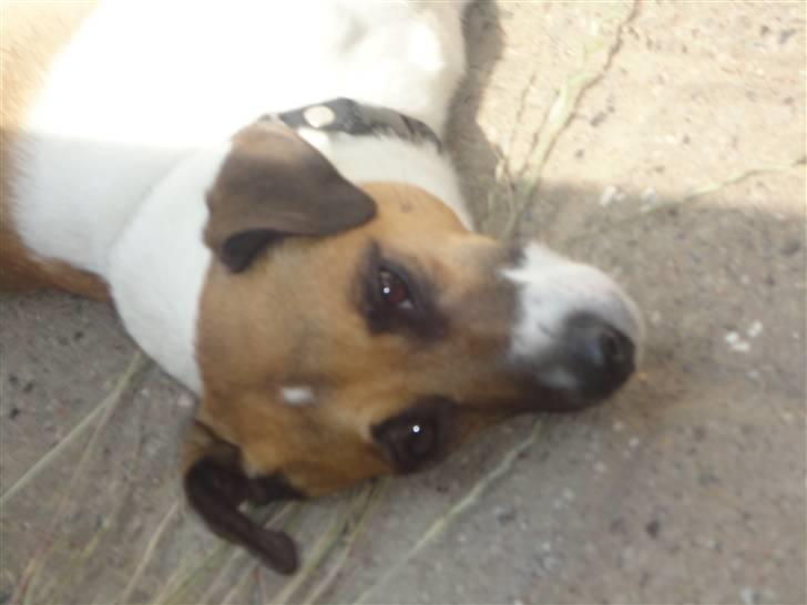 Dansk svensk gaardhund Bossen billede 8