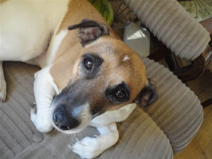 Dansk svensk gaardhund Bossen billede 9