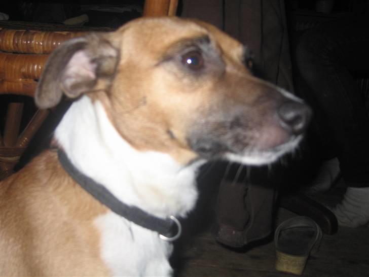 Dansk svensk gaardhund Bossen billede 10