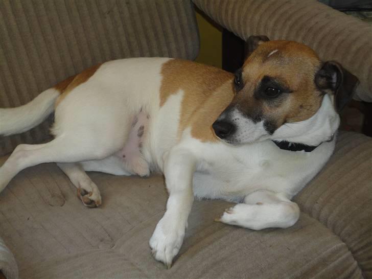 Dansk svensk gaardhund Bossen billede 11