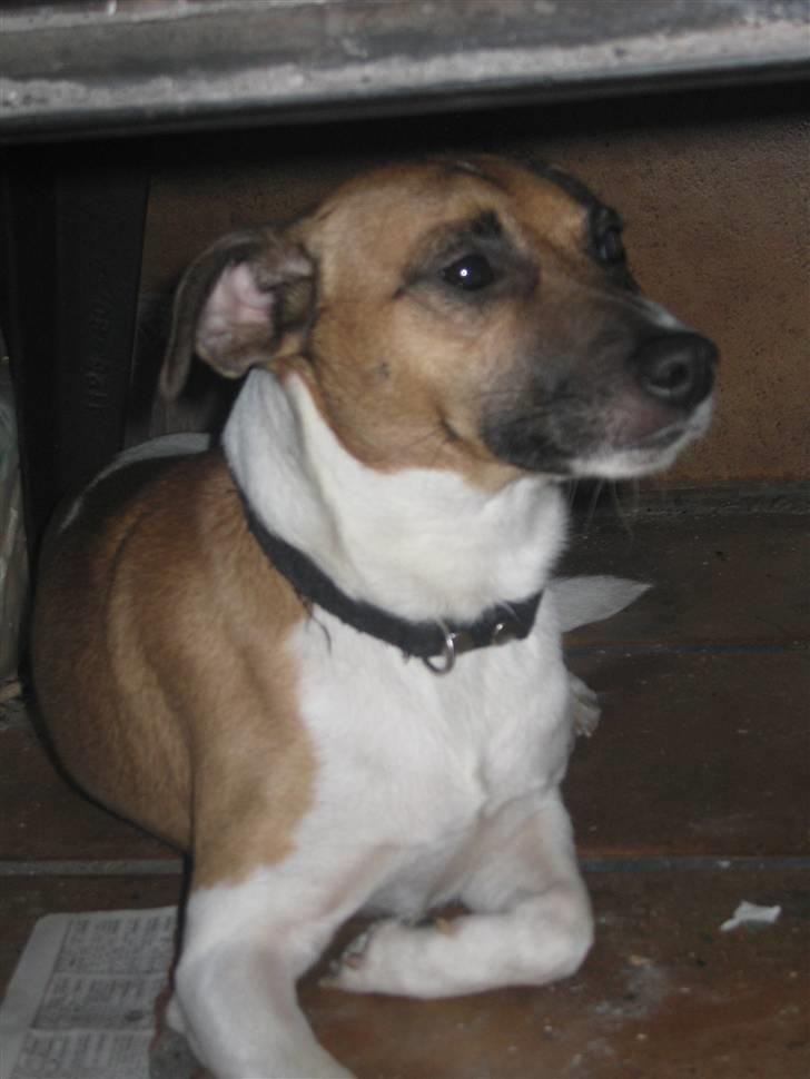 Dansk svensk gaardhund Bossen billede 12