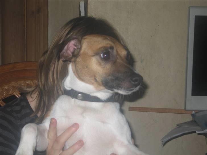 Dansk svensk gaardhund Bossen billede 13