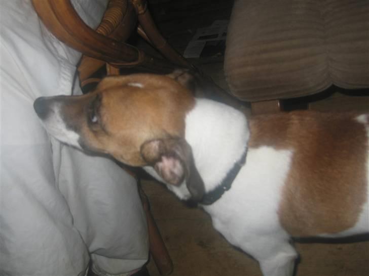 Dansk svensk gaardhund Bossen billede 14