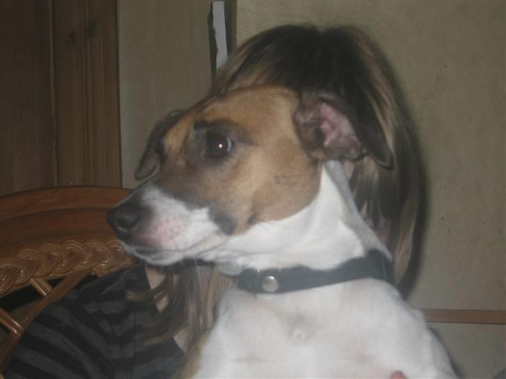 Dansk svensk gaardhund Bossen billede 15