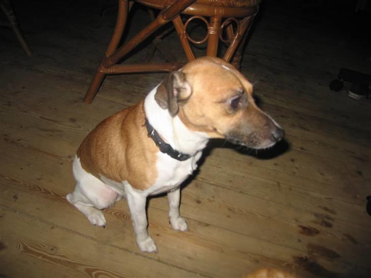 Dansk svensk gaardhund Bossen billede 16