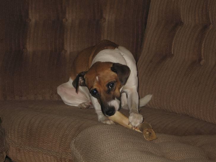 Dansk svensk gaardhund Bossen - Ben er bedst i sofaen billede 17