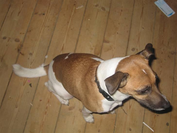 Dansk svensk gaardhund Bossen billede 18