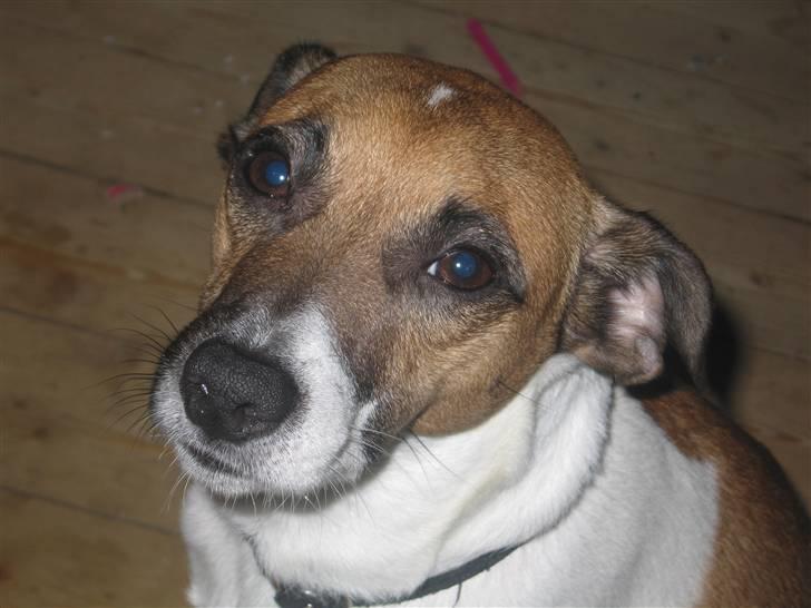 Dansk svensk gaardhund Bossen billede 19