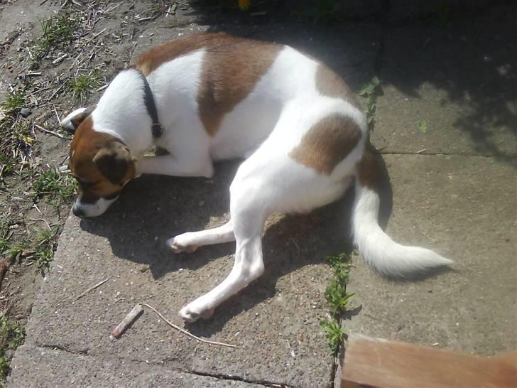 Dansk svensk gaardhund Bossen billede 20