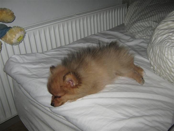 Pomeranian Tim *Død 20/4-2011* R.I.P - Så blev Tim træt :) billede 5