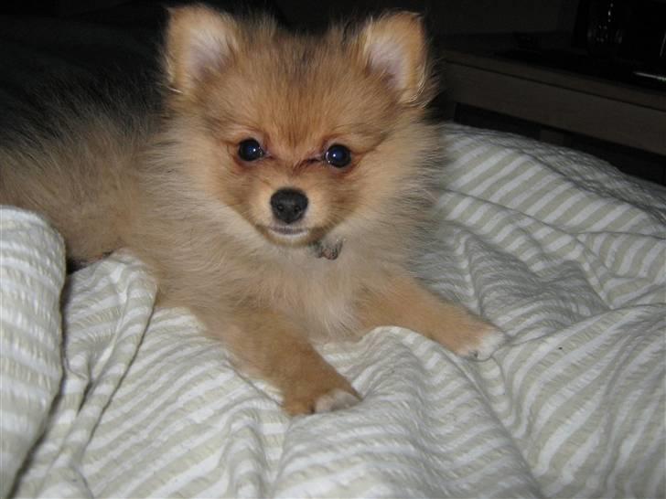 Pomeranian Tim *Død 20/4-2011* R.I.P billede 6