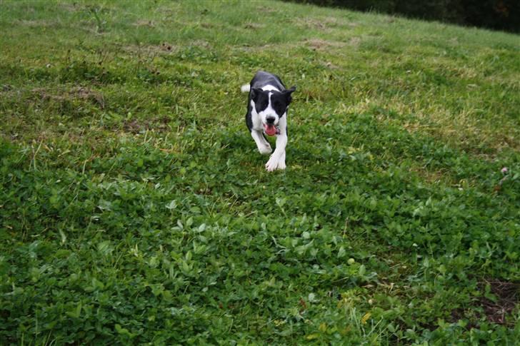 Blanding af racer Nila - hos nye ejere billede 15