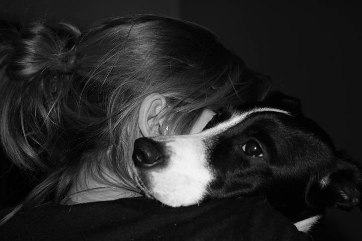 Blanding af racer Nila - hos nye ejere billede 16