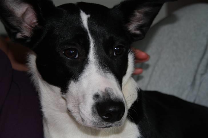 Blanding af racer Nila - hos nye ejere billede 17