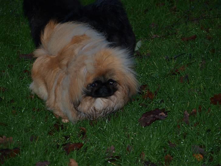 Pekingeser Chui Aka Pigehunden<3 hvil i fred <3 - Chui 11 måneder og 10 dage gammel billede 12