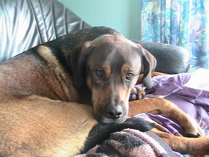 Blanding af racer Drengen (The Great German) billede 13