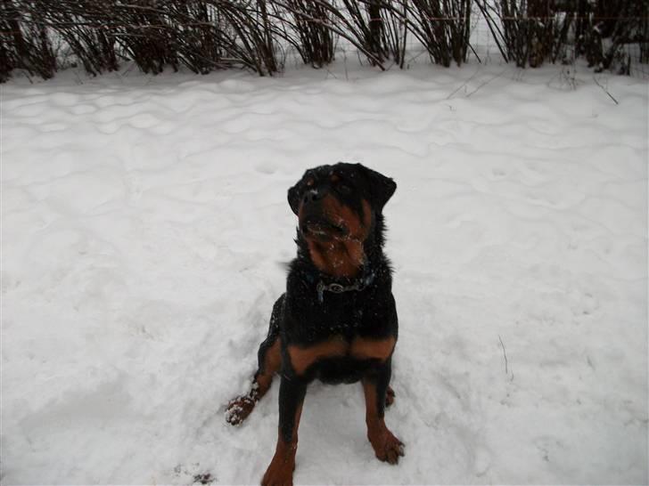 Rottweiler Ace billede 14