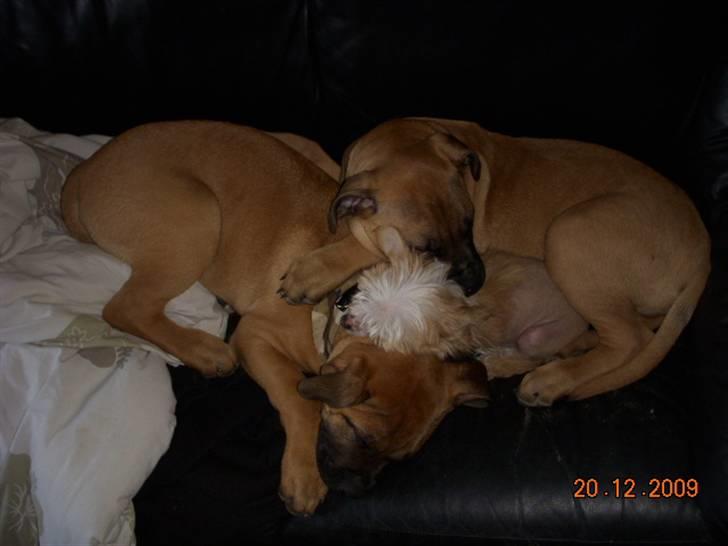 Chinese crested hårløs Lunse - Putter med storebror Sovs og storebror Odin billede 10