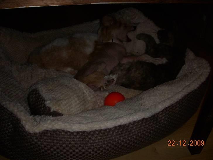 Chinese crested hårløs Lunse - Leger med Diva og Hector billede 11