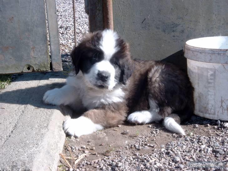 Sankt bernhardshund Meyhoff Carola-Patricia - Beklager kvaliteten! Cleo som hvalp - ca. 6 uger. Venligst fået at Kennel Meyhoff - tak :) Juni 06. billede 15