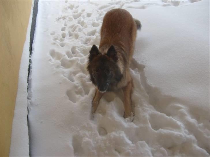 Blanding af racer Laika - Laikas første vinter, og hun nyder at lege i sneen. billede 14