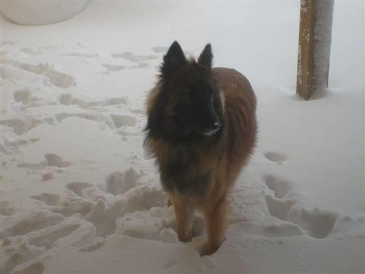 Blanding af racer Laika - Flotte Laika ude i snevejret.. billede 16