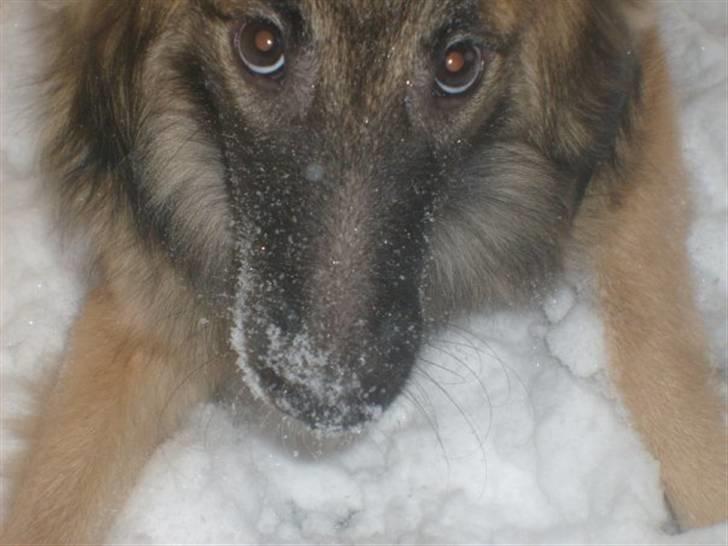 Blanding af racer Laika - Danmarks dejligte hund. billede 17