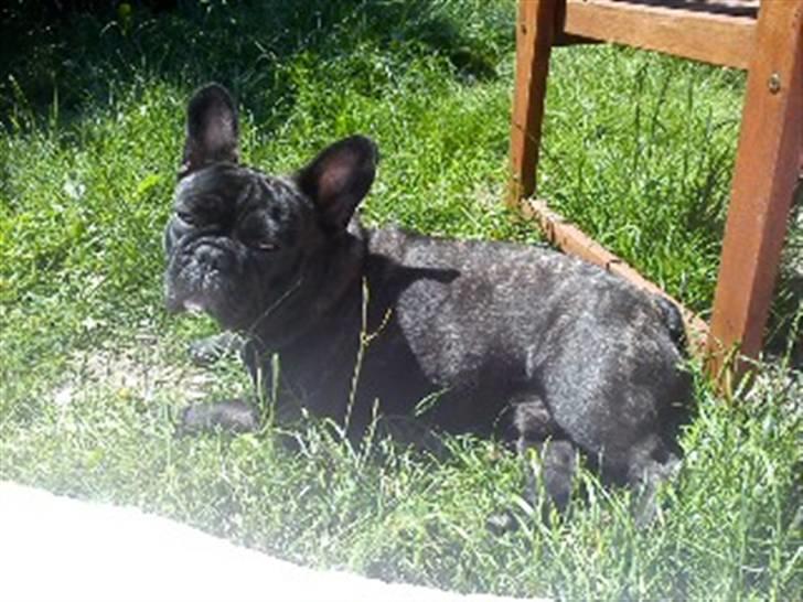 Fransk bulldog Elvis - Elsker at slikke sol.... billede 12