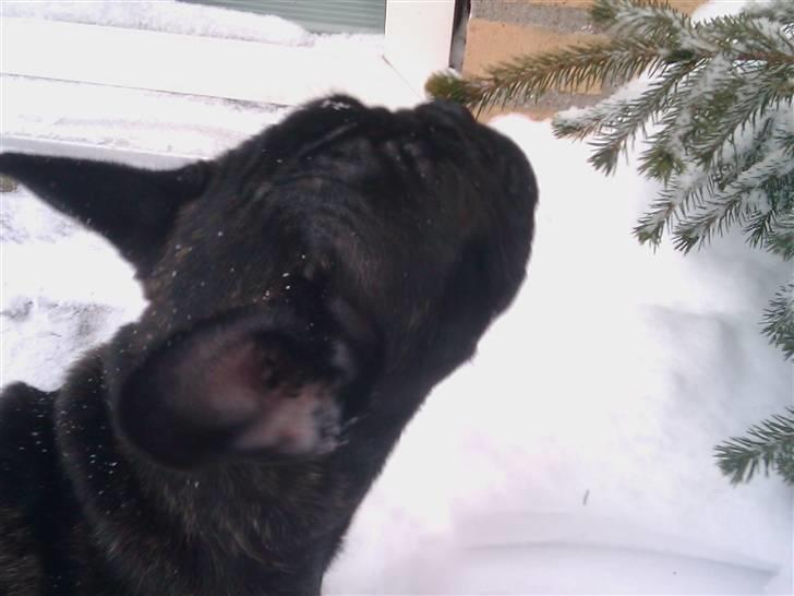 Fransk bulldog Elvis - Mon den kan spises?? billede 13