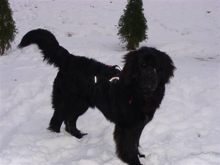 Newfoundlænder Tjalfe - Er jeg ikke bare smart med min nye sele billede 7